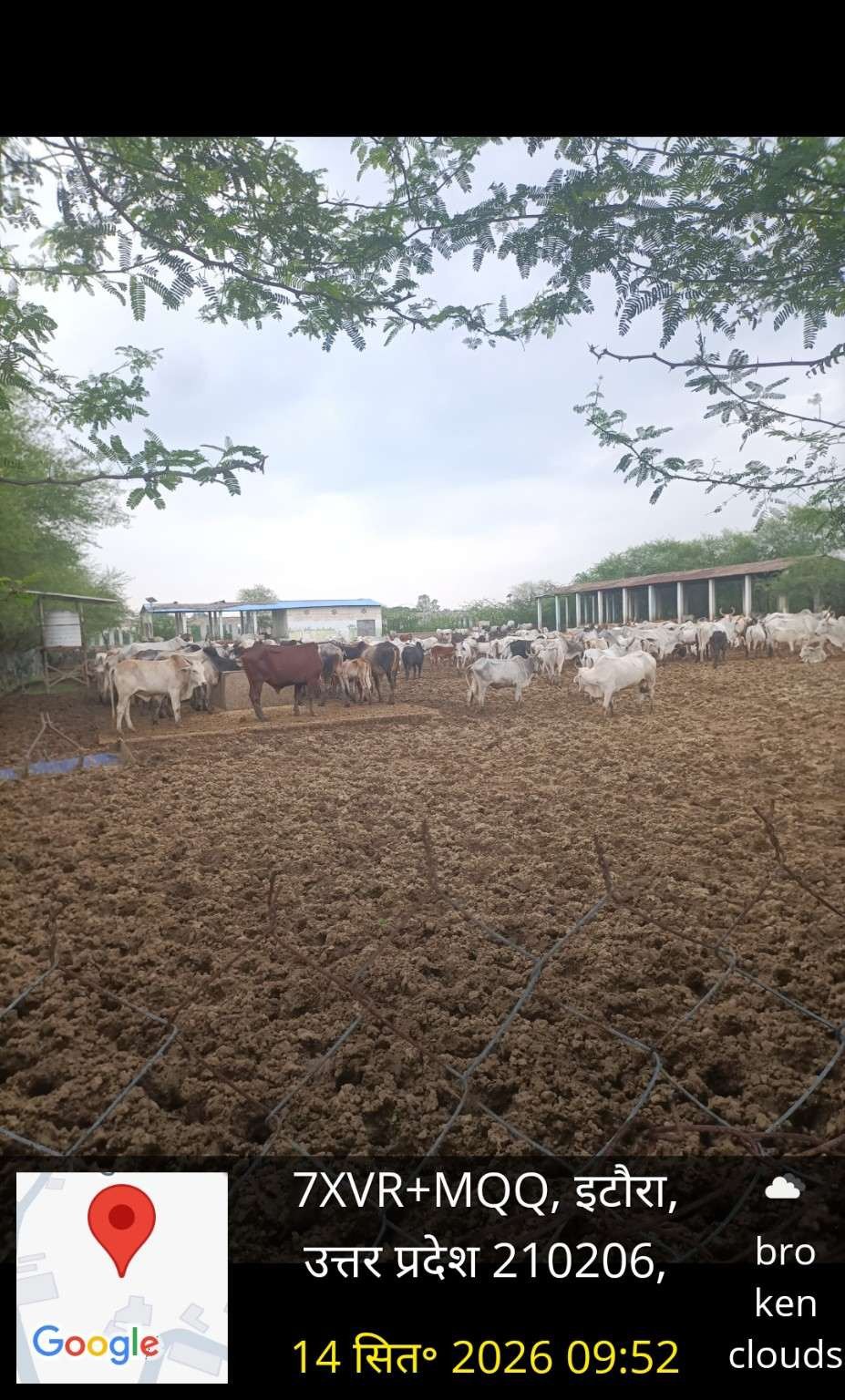 खरसेंडा गौशाला की तस्वीर ने खींचा ध्यान, बिना बारिश के परिसर में दिखी नमी और कीचड़