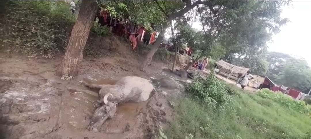 बदायूं में HT लाइन का भैंसों पर गिरा तार, चार भैंसों की मौत