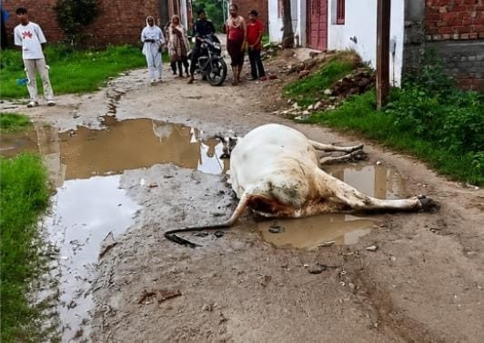 सहसवान में करंट से दुधारू गाय की मौत