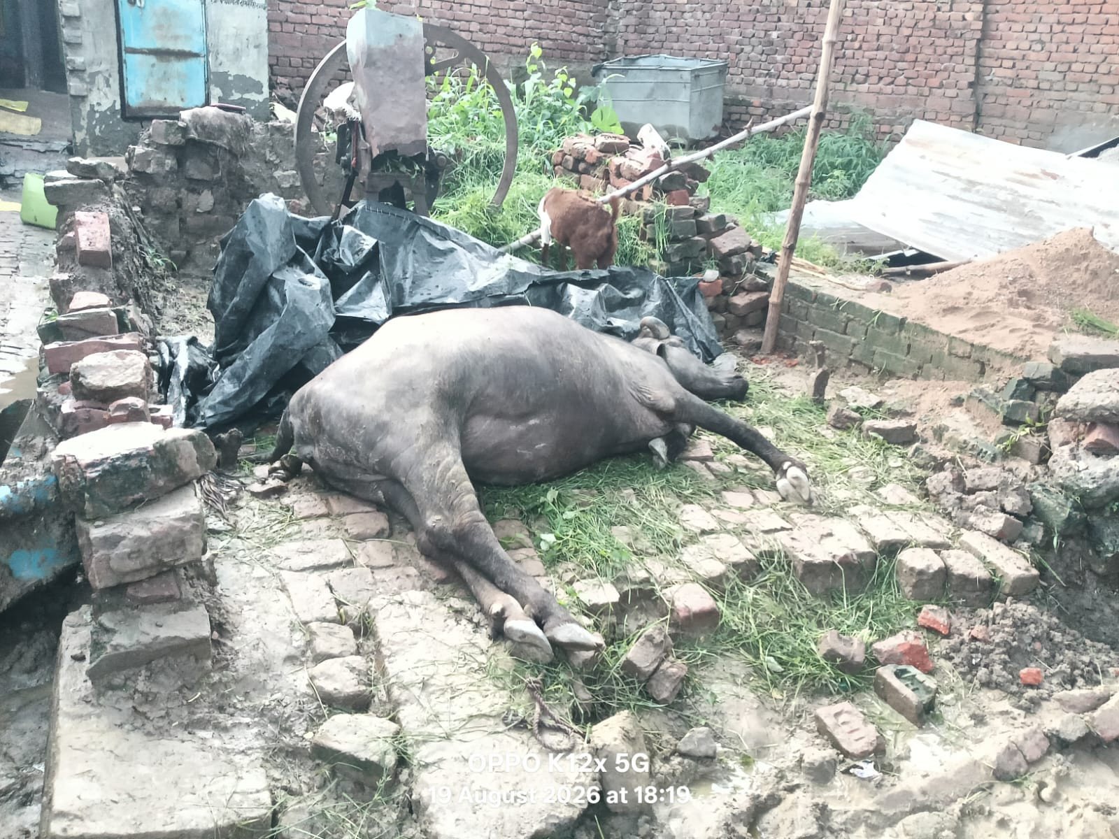 मूसलाधार बारिश में कच्ची दीवार गिरी, मलबे में दबकर भैंस की मौत
