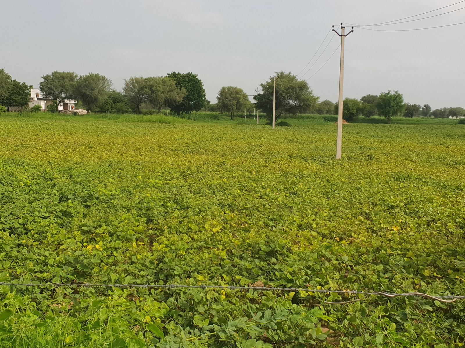 खरीफ फसलों की जड़ों में हो सकता है सूत्रकृमि का खतरा, कृषि विभाग ने जारी की सलाह 