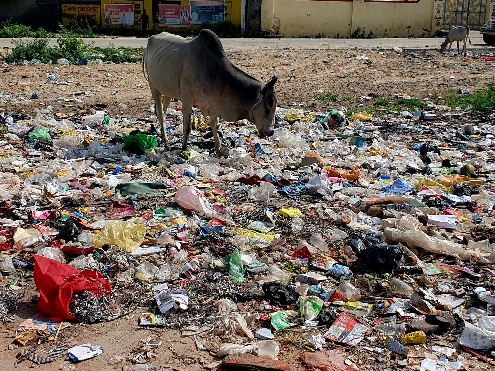  स्वच्छता व्यवस्था बेपटरी, जगह-जगह लगे प्लास्टिक कचरे के ढेर