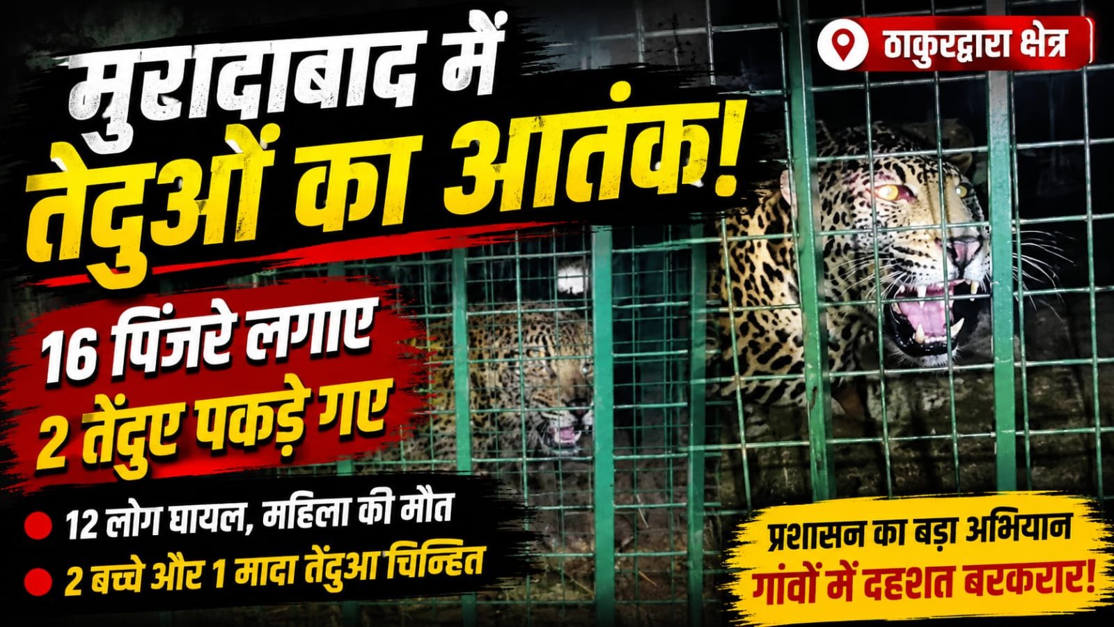 मुरादाबाद में तेंदुओं का आतंक! 12 घायल, 2 पकड़े गए, तीसरे की तलाश जारी