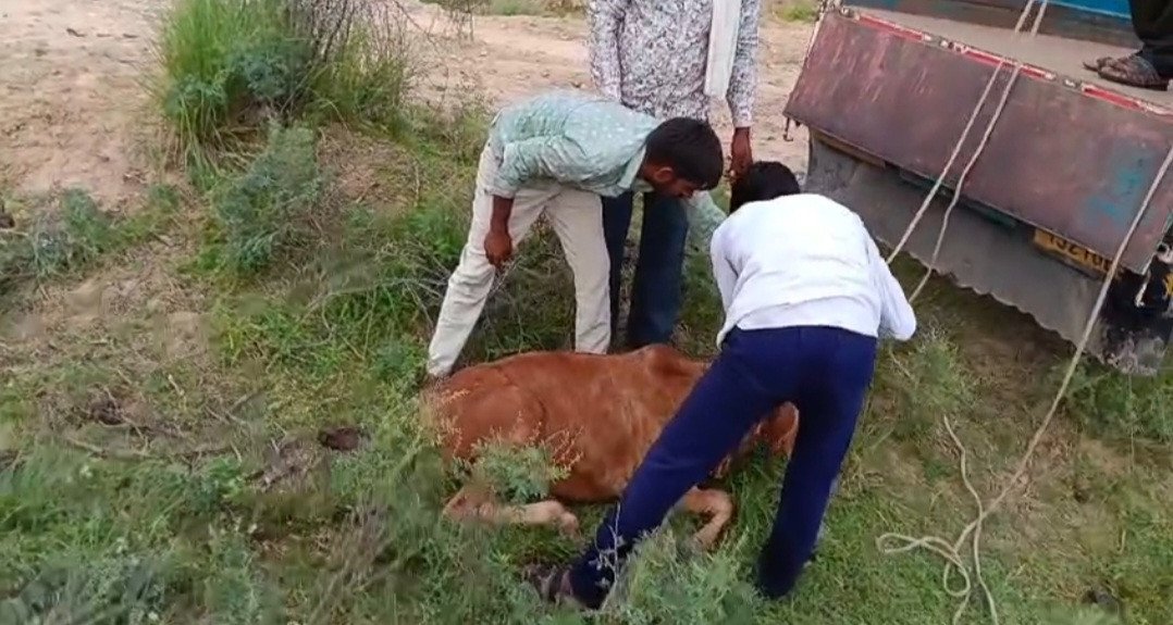 घायल निराश्रित बछड़े को सुरक्षित पहुंचाया गोशाला, 