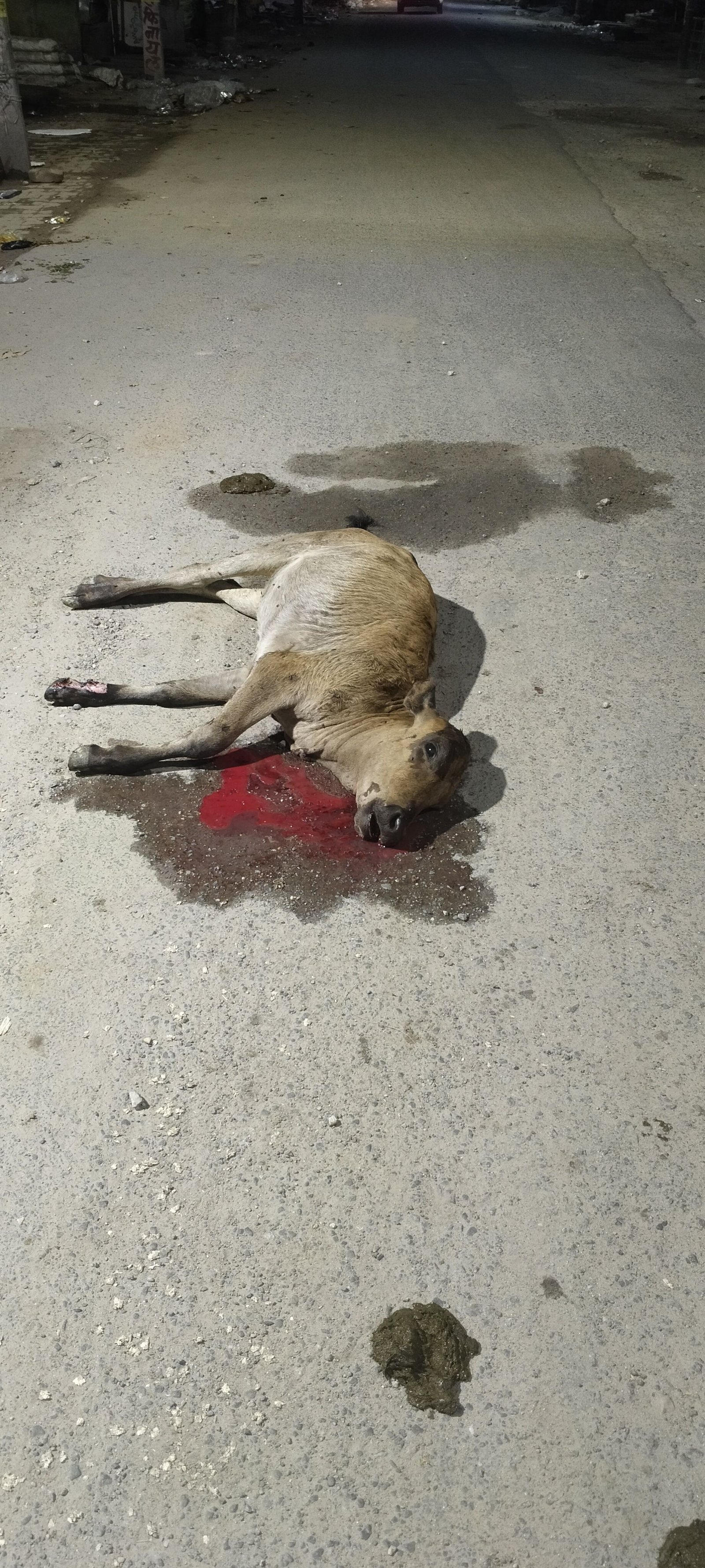 कादीपुर-दोस्तपुर मार्ग पर ट्रक की चपेट में आने से बछिया की मौत, रामजानकी मंदिर के सामने हुआ हादसा