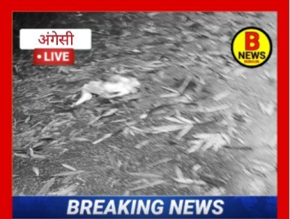 बदायूं: ग्राम अंग्रेसी में एक बंदर बिजली की पोल से गिरने से जख्मी हो गया, 