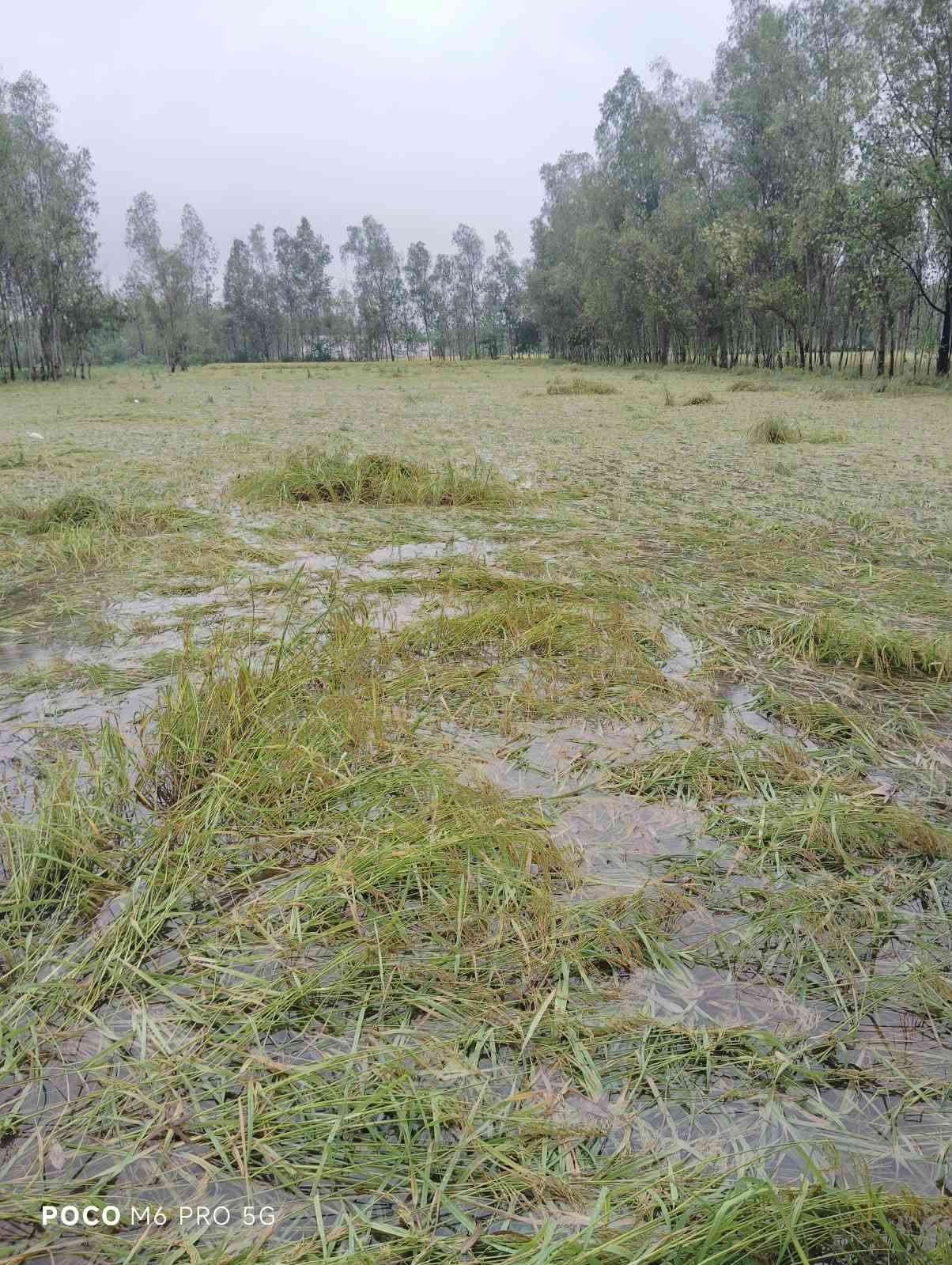 तीन दिन की बारिश ने किसानों की मेहनत पर फेरा पानी