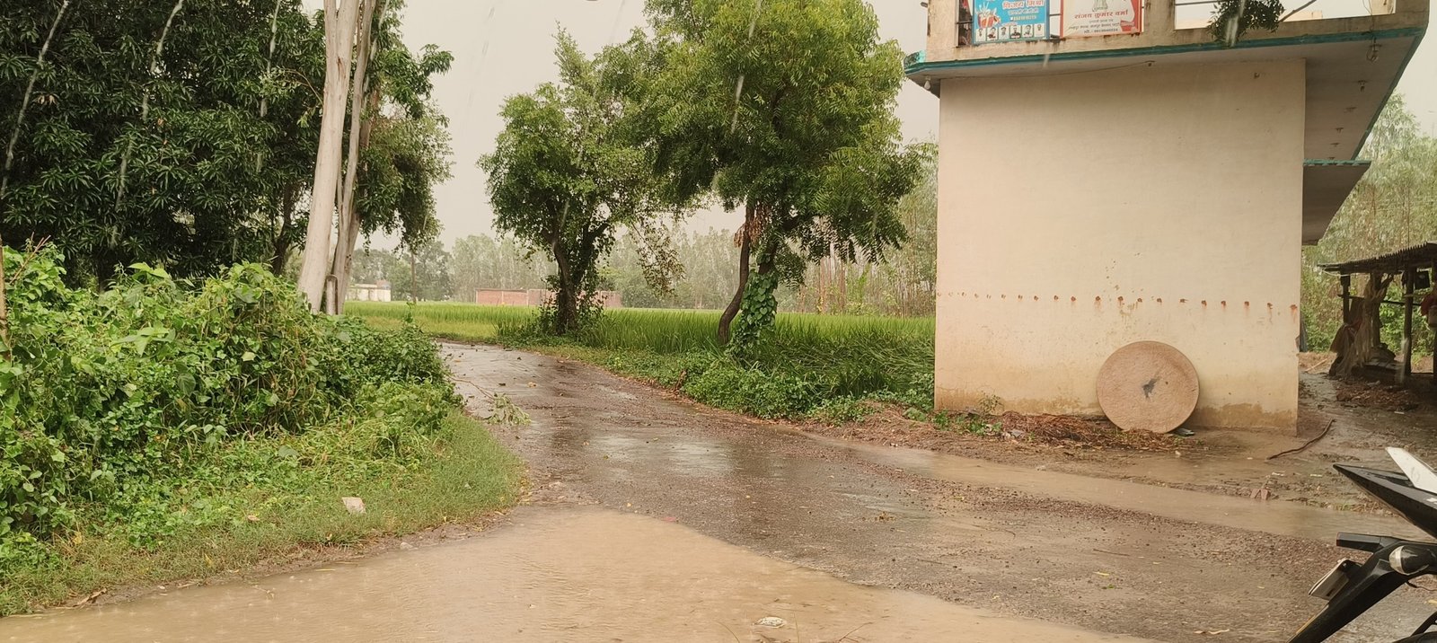 तेज तूफान के साथ हुई भारी बारिश, किसानों की पकी धान की फसल गिरी।