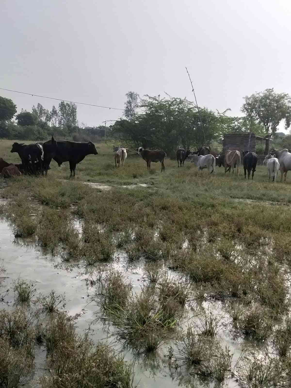 पट्टी। तहसील क्षेत्र में किसानों की मुश्किलें कम होने का नाम नहीं ले रही हैं। पहले भारी बारिश और ओलावृष्टि ने धान की फसल को नुकसान पहुंचाया, वहीं अब छुट्टा पशु किसानों के लिए बड़ी परेशानी बने हुए हैं।