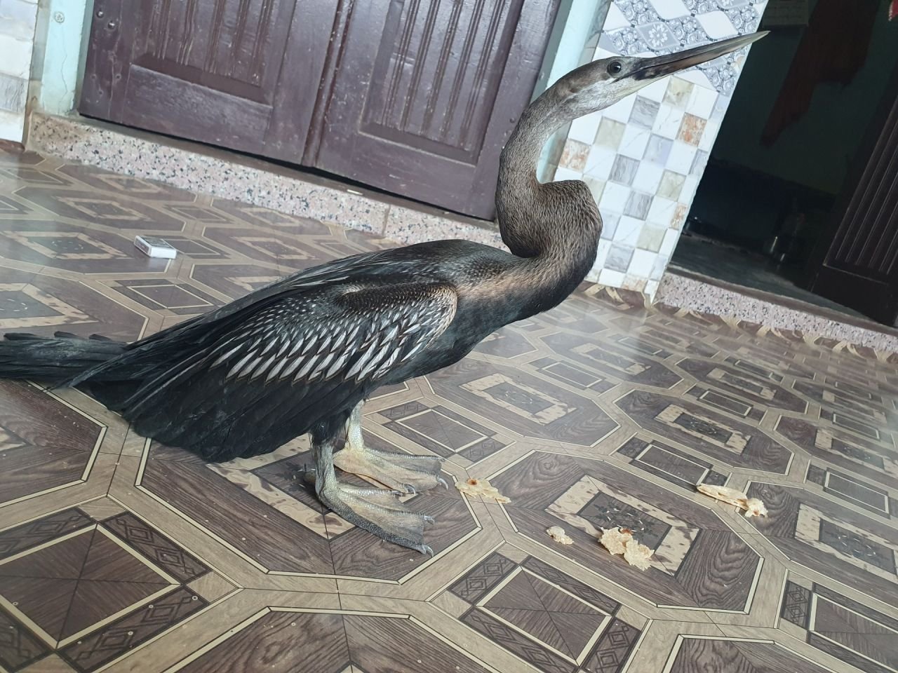 घायल साँपपक्षी (स्नेक बर्ड) का रेस्क्यू, सुरक्षित लूणी नदी में छोड़ा गया