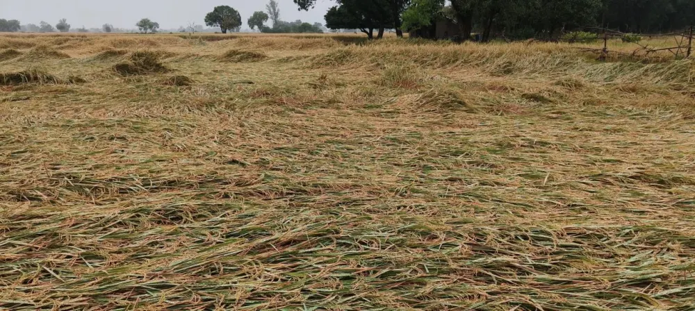 अरनब साइक्लोन का कहर: रातभर चले तूफान और बारिश से सैकड़ों एकड़ धान की फसल खेतों में बिछी, किसानों की बढ़ी चिंता