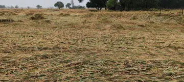 अरनब साइक्लोन का कहर: रातभर चले तूफान और बारिश से सैकड़ों एकड़ धान की फसल खेतों में बिछी, किसानों की बढ़ी चिंता
